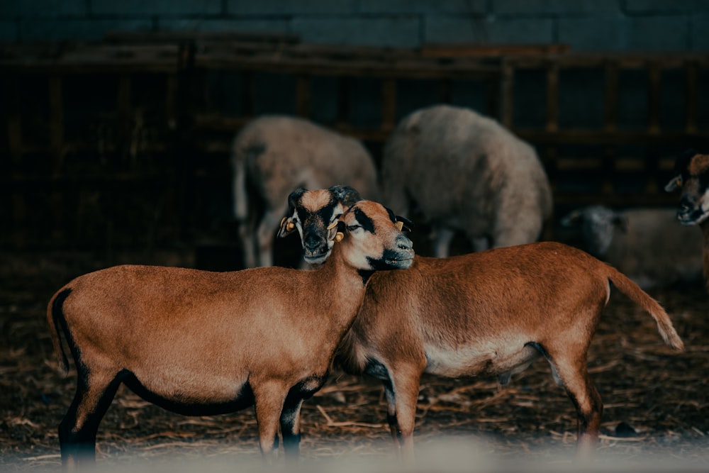 a herd of sheep standing on top of a dry grass field