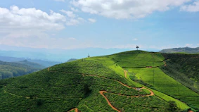 a lush green hillside covered in lots of trees