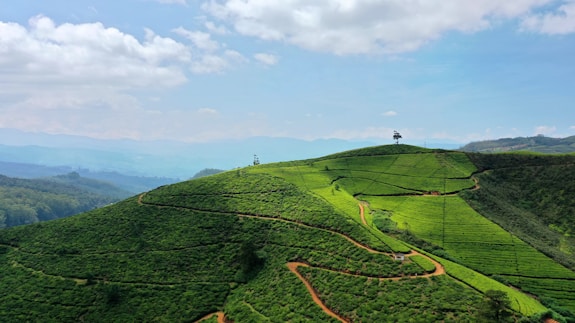 a lush green hillside covered in lots of trees