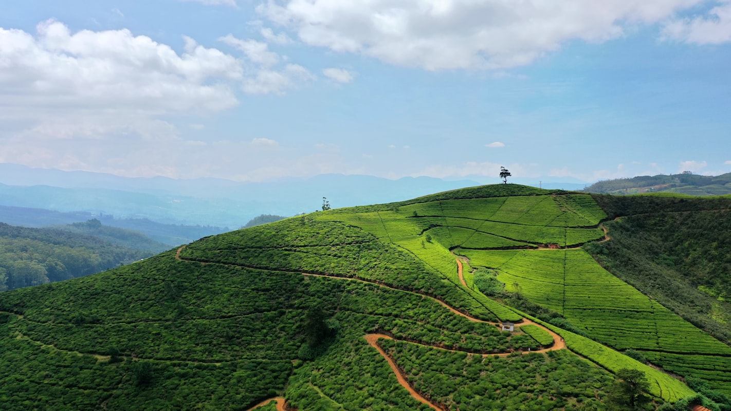 Nuwara Eliya tea plantations