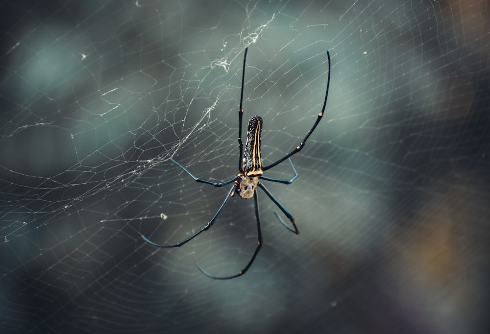 a close up of a spider on a web