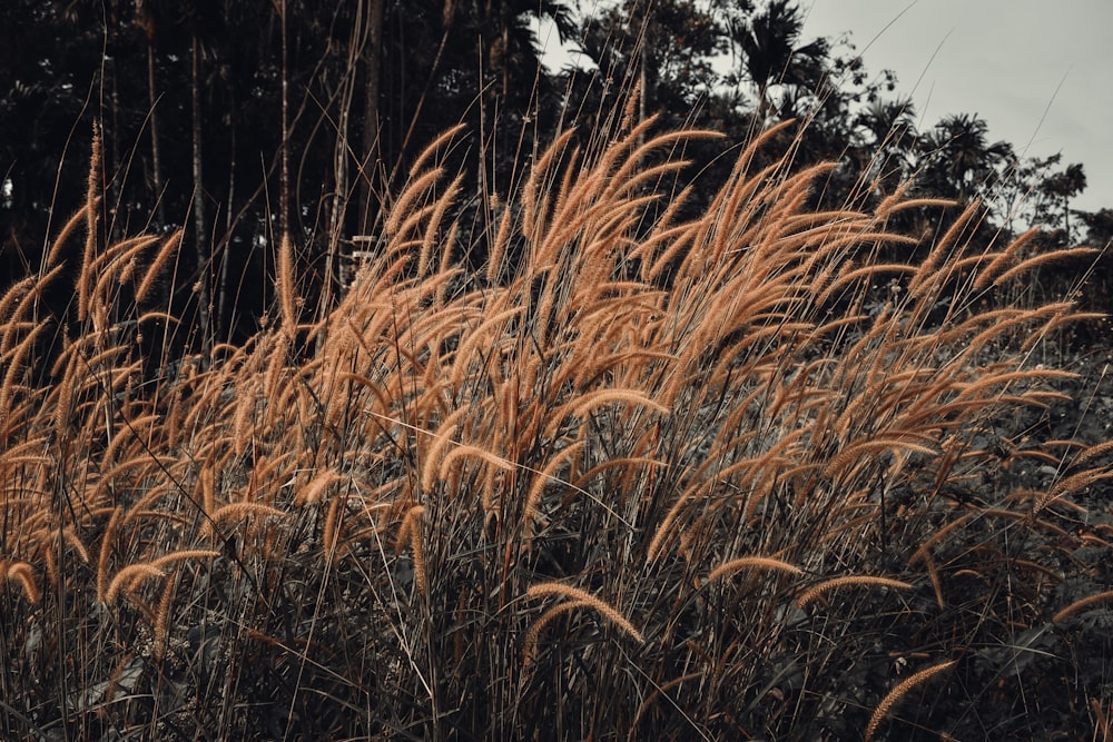 a field of tall brown grass with trees in the background