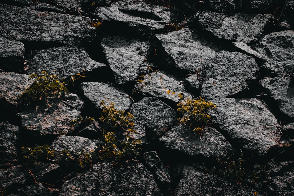 a close up of rocks with plants growing out of them