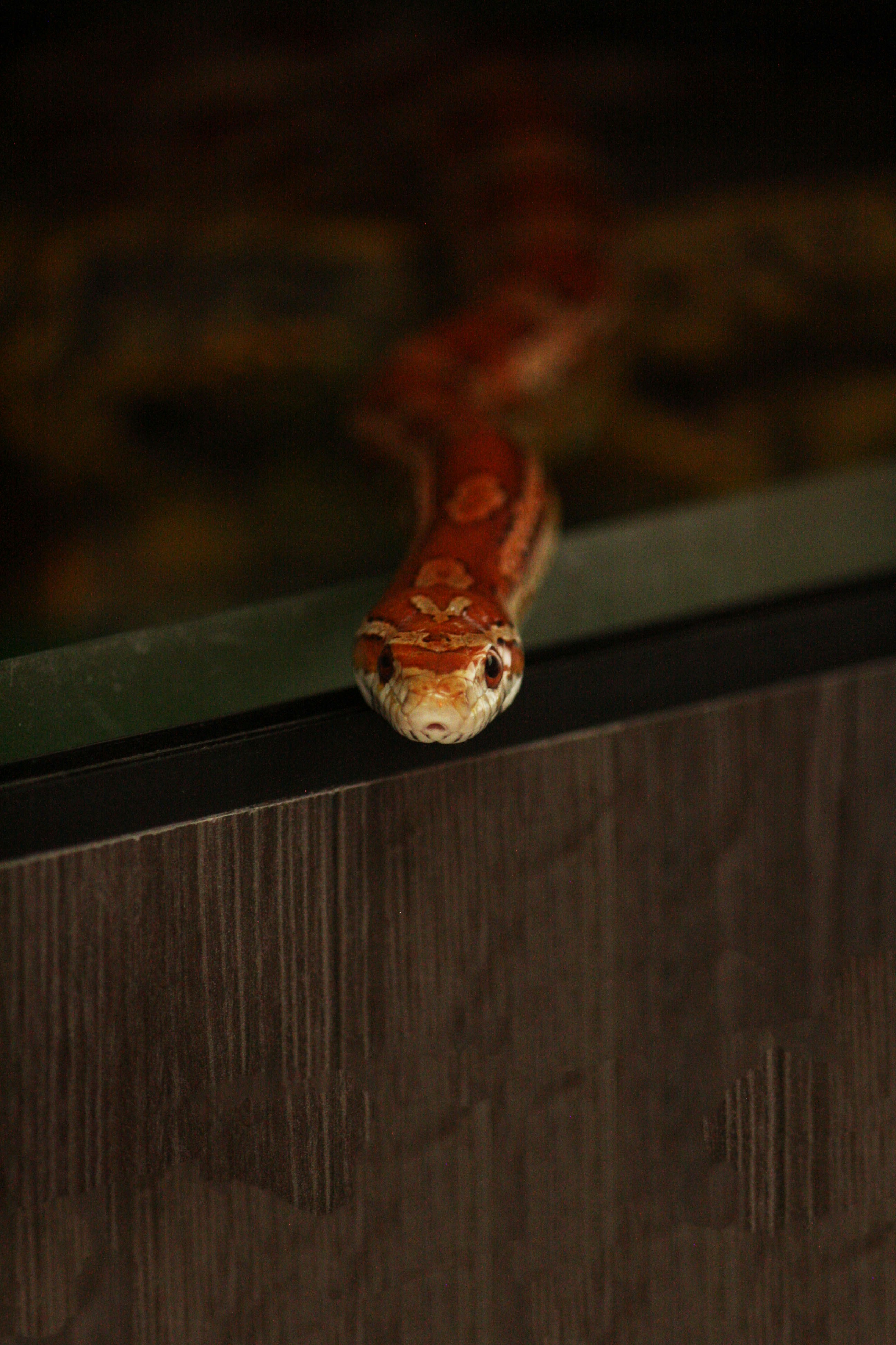 Un primer plano de una serpiente en una superficie de madera