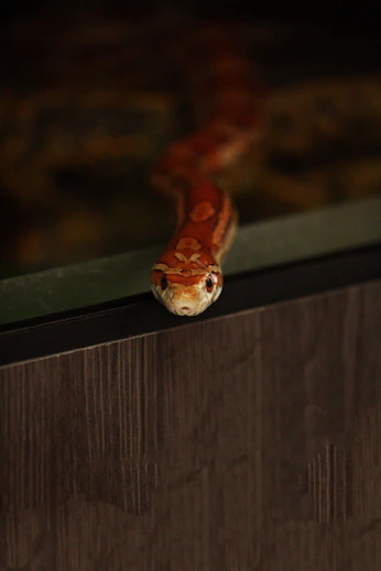 a close up of a snake on a wooden surface