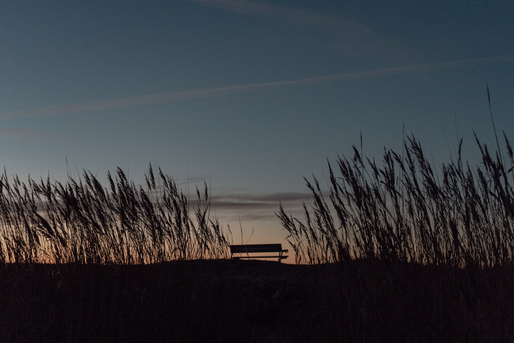 a bench sitting in the middle of tall grass