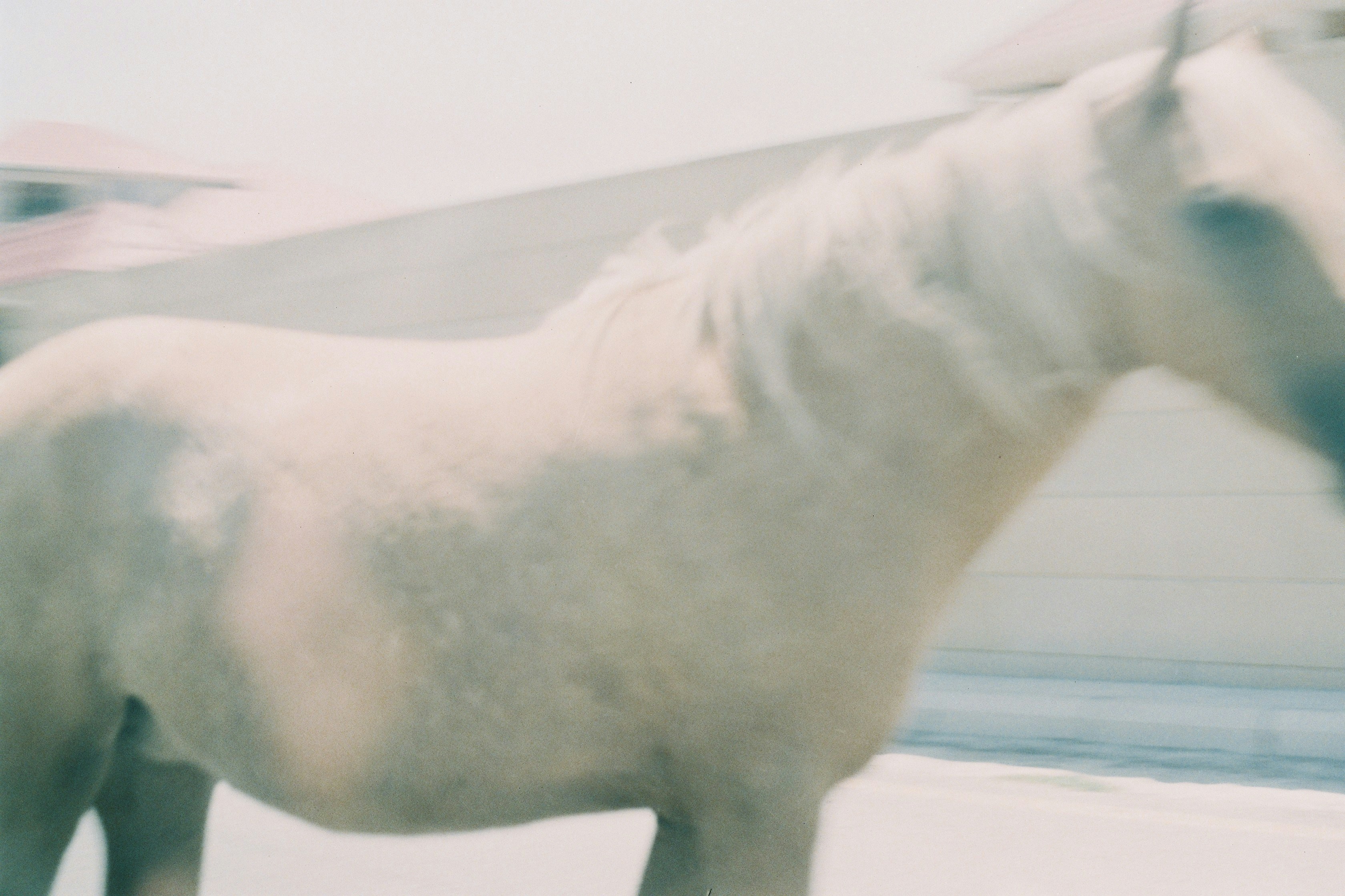 Photo by thesilvafocus