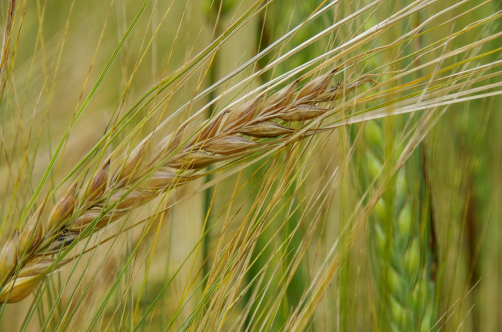a close up of a wheat plant in a field
