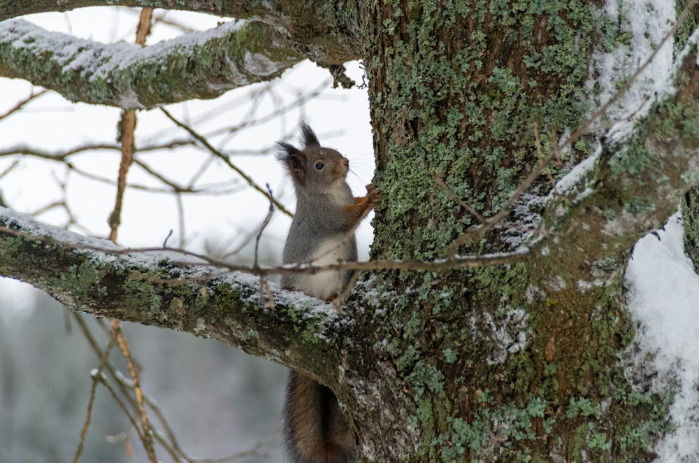 a squirrel sitting on a tree branch in the snow