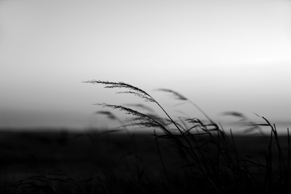 a black and white photo of some tall grass