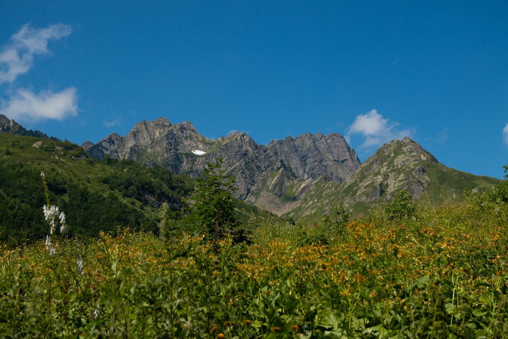 a field of wildflowers with mountains in the background