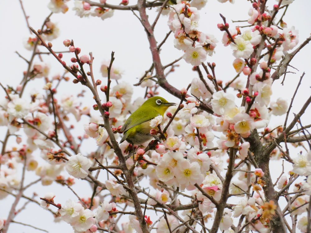 a green bird sitting in a tree with white flowers