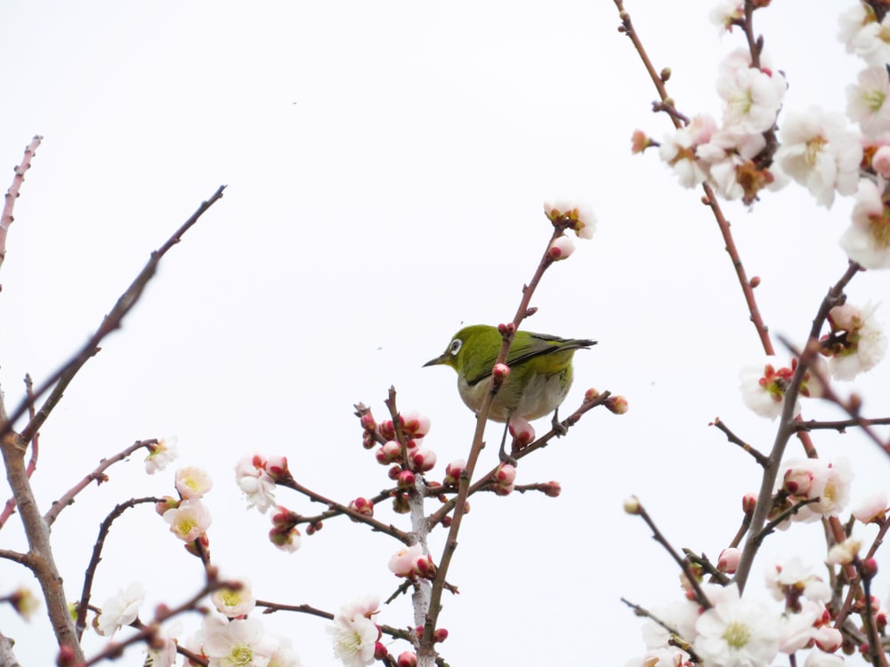 a small bird sitting on a branch of a tree