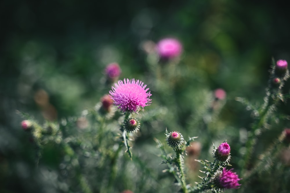 Un primer plano de una flor rosa en un campo