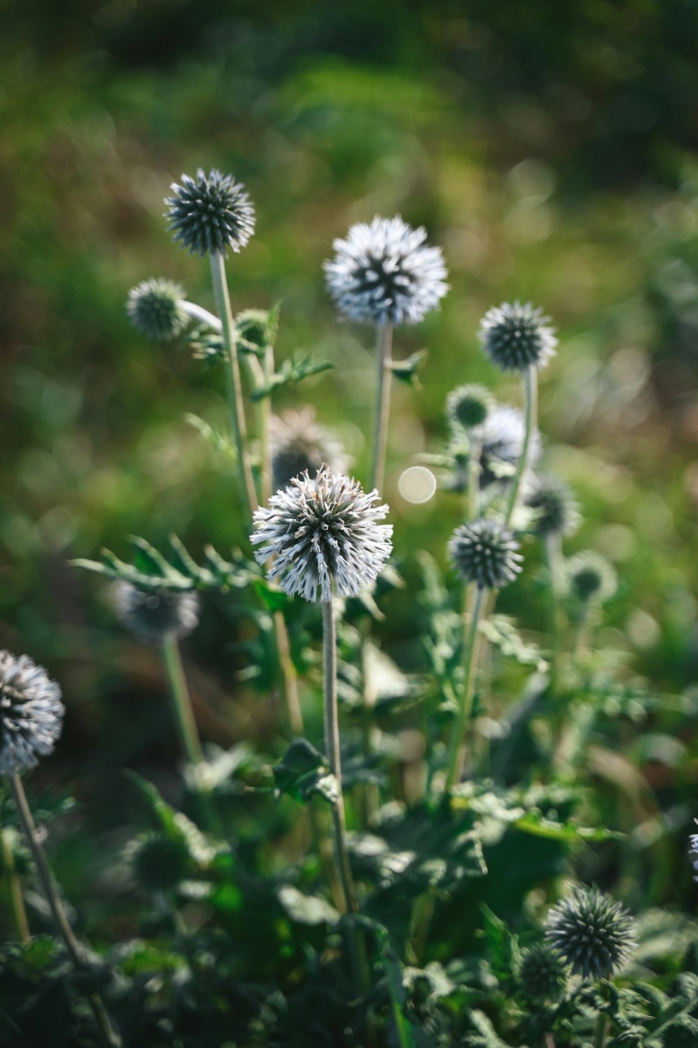 a close up of a bunch of flowers in a field