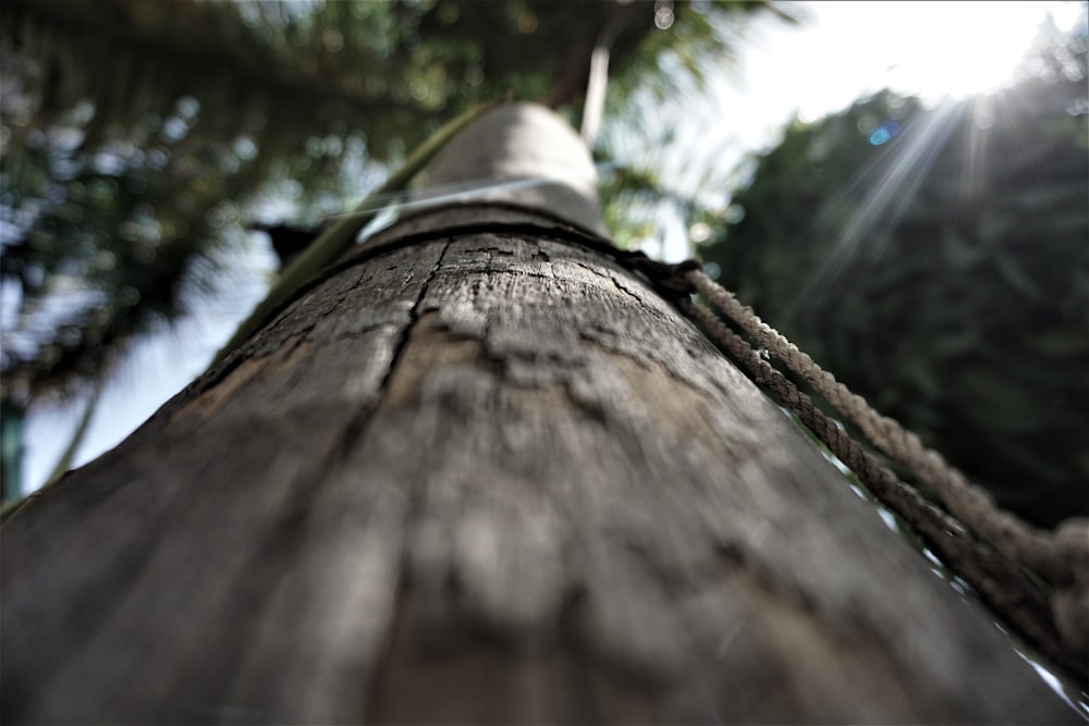 a close up view of a tree trunk