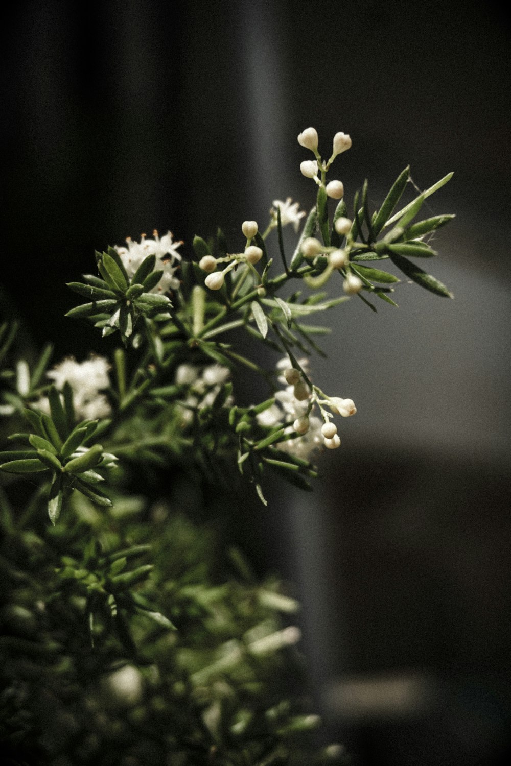 a close up of a plant with white flowers