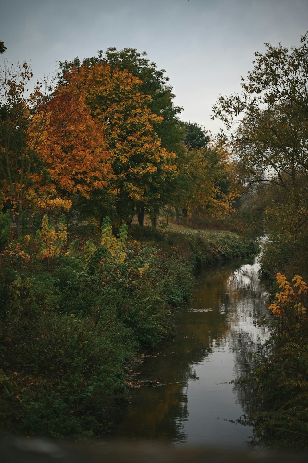 a river running through a lush green forest