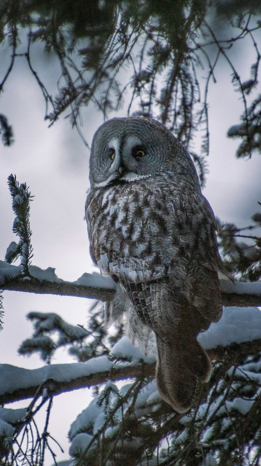 an owl is perched on a snowy branch