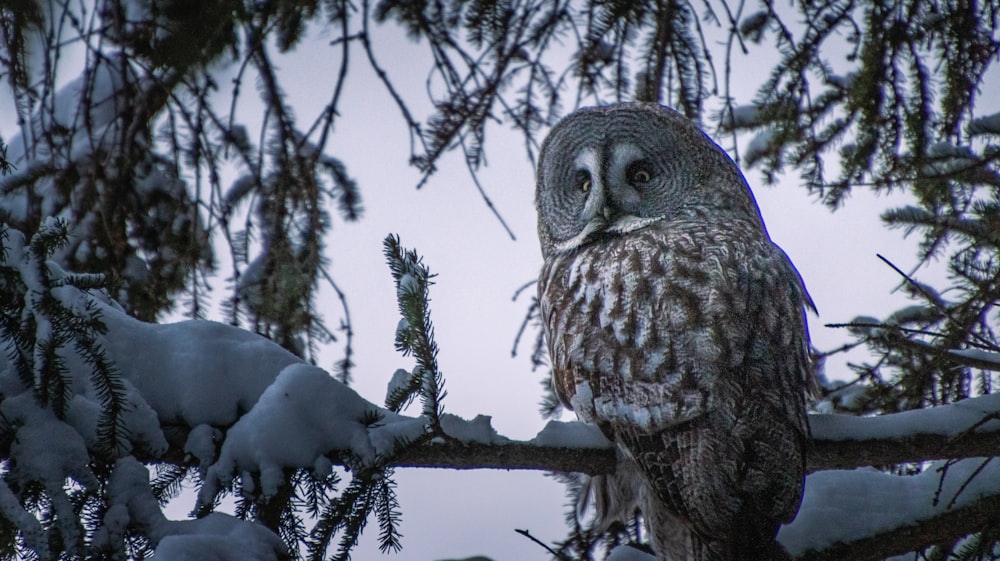 an owl is perched on a snowy branch