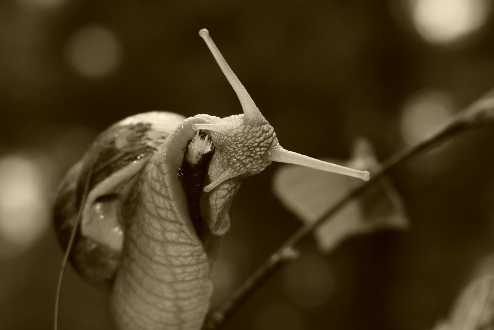 a close up of a snail on a branch