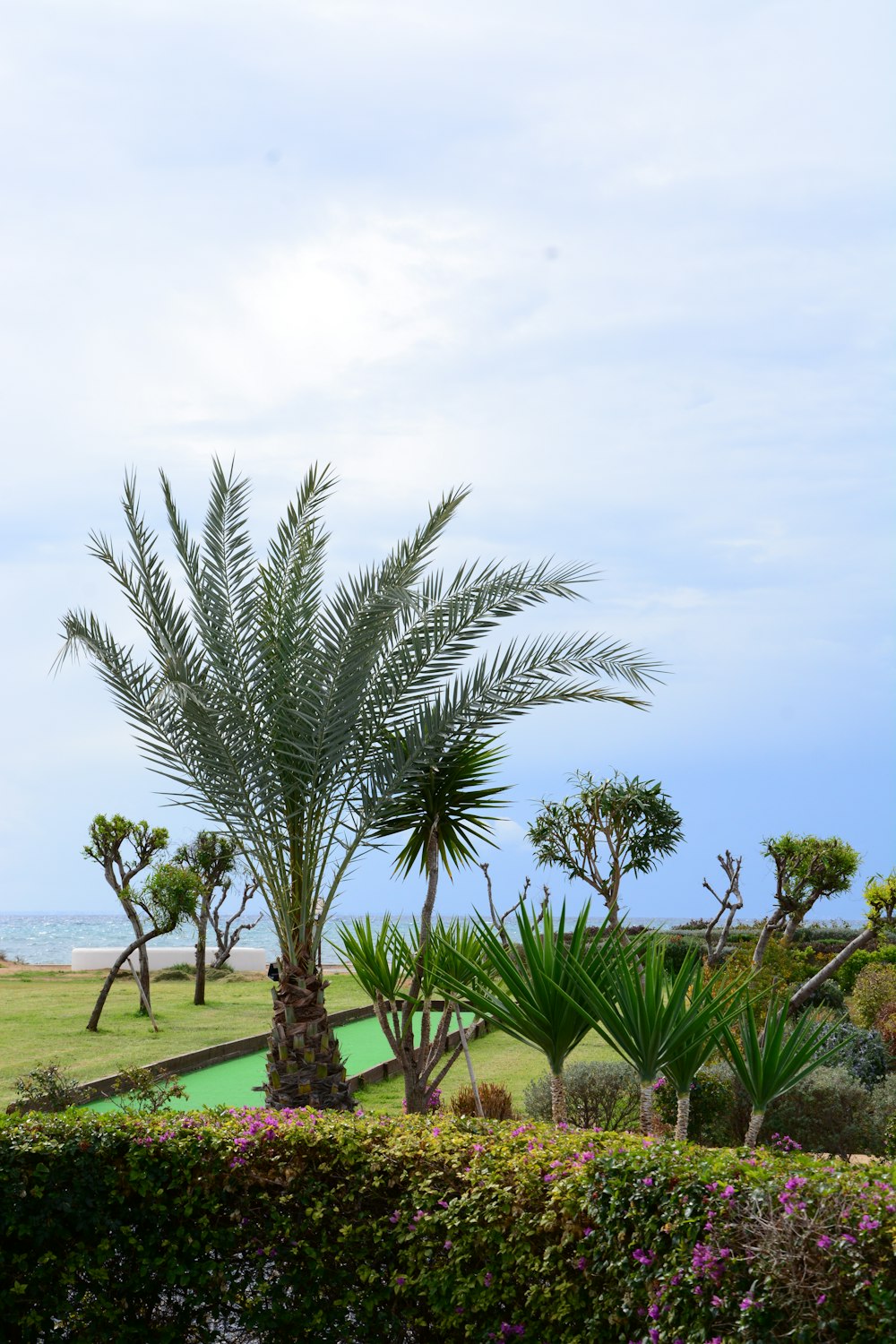 a palm tree in the middle of a garden