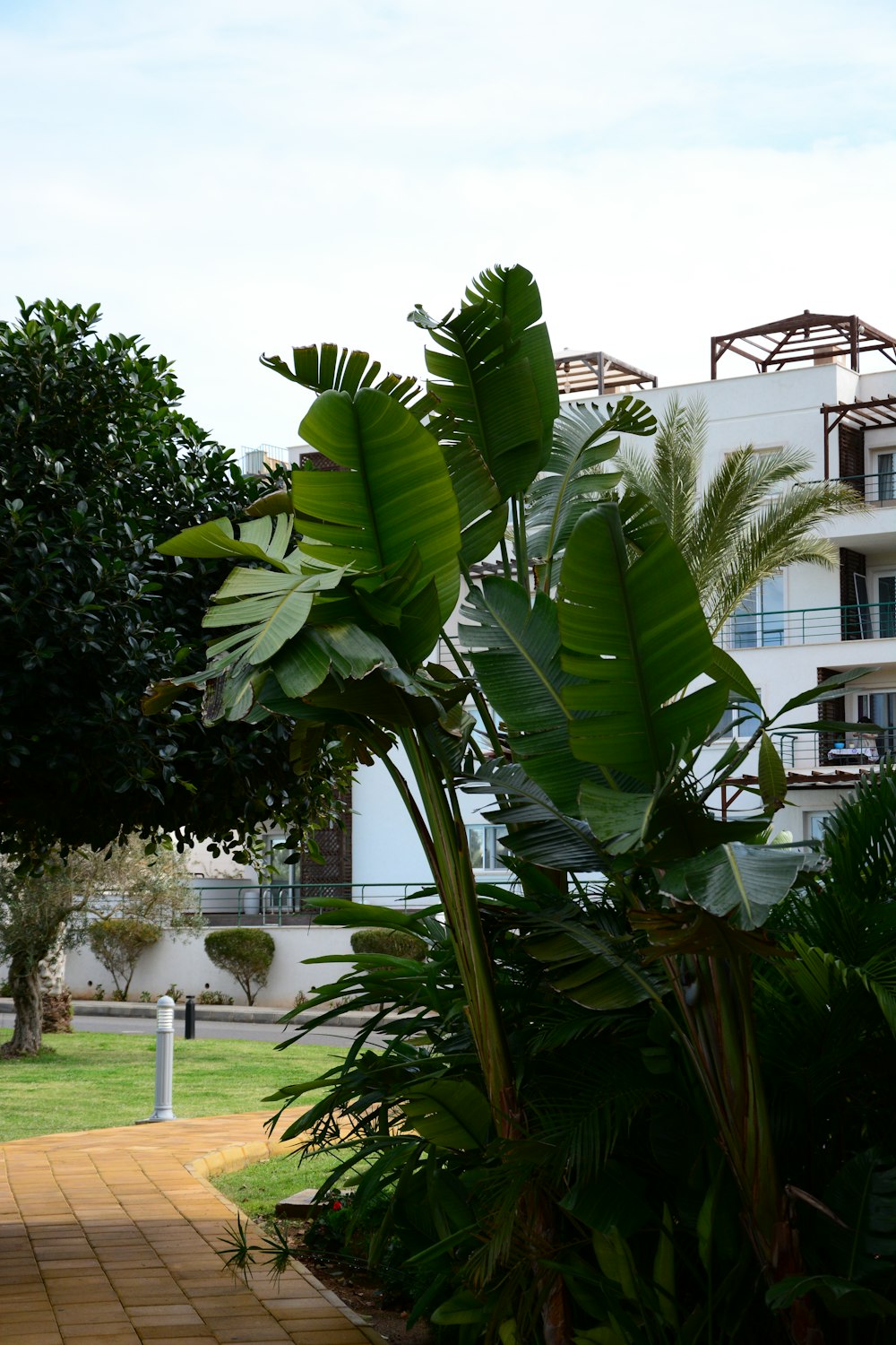 a large green plant sitting on top of a sidewalk