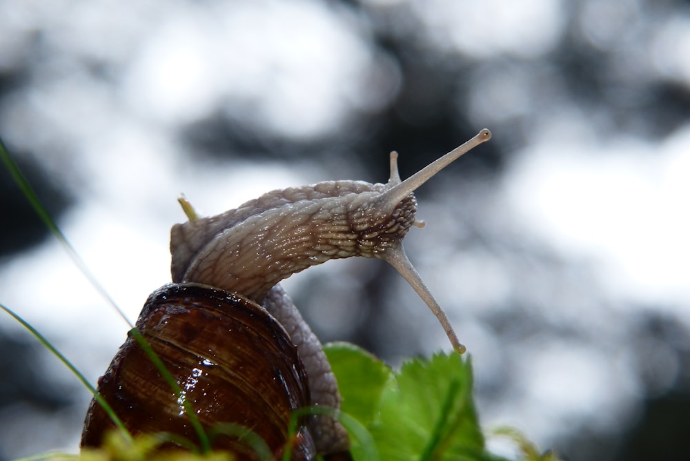 a close up of a snail on a leaf