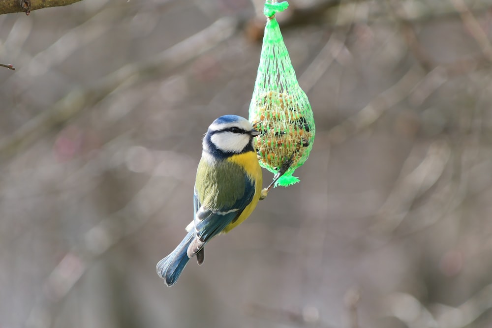 a small bird perched on a tree branch