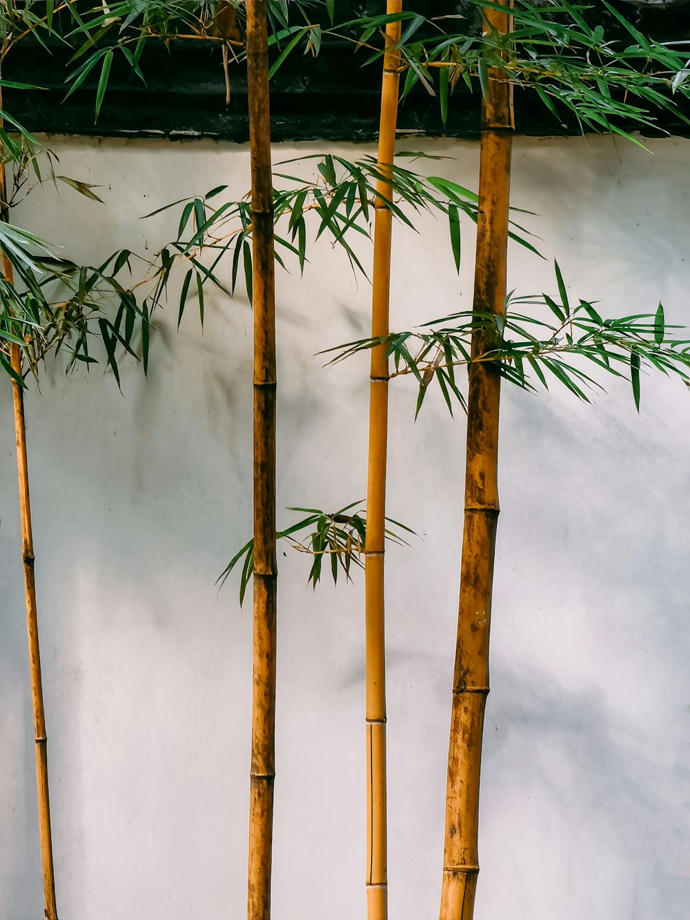 a group of bamboo trees in front of a white wall