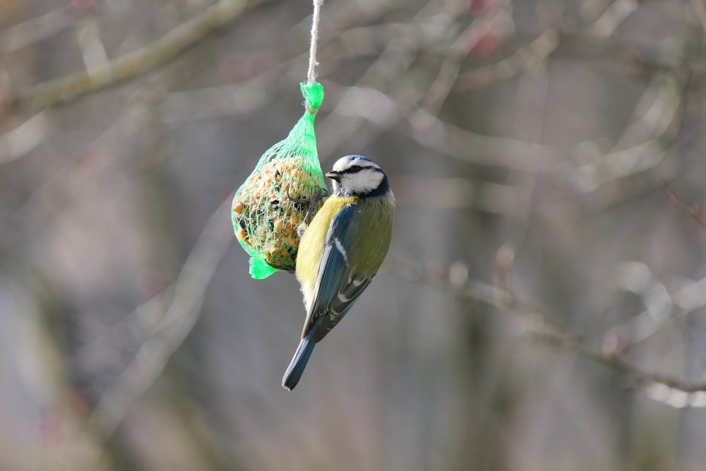 a bird feeder hanging from a tree branch