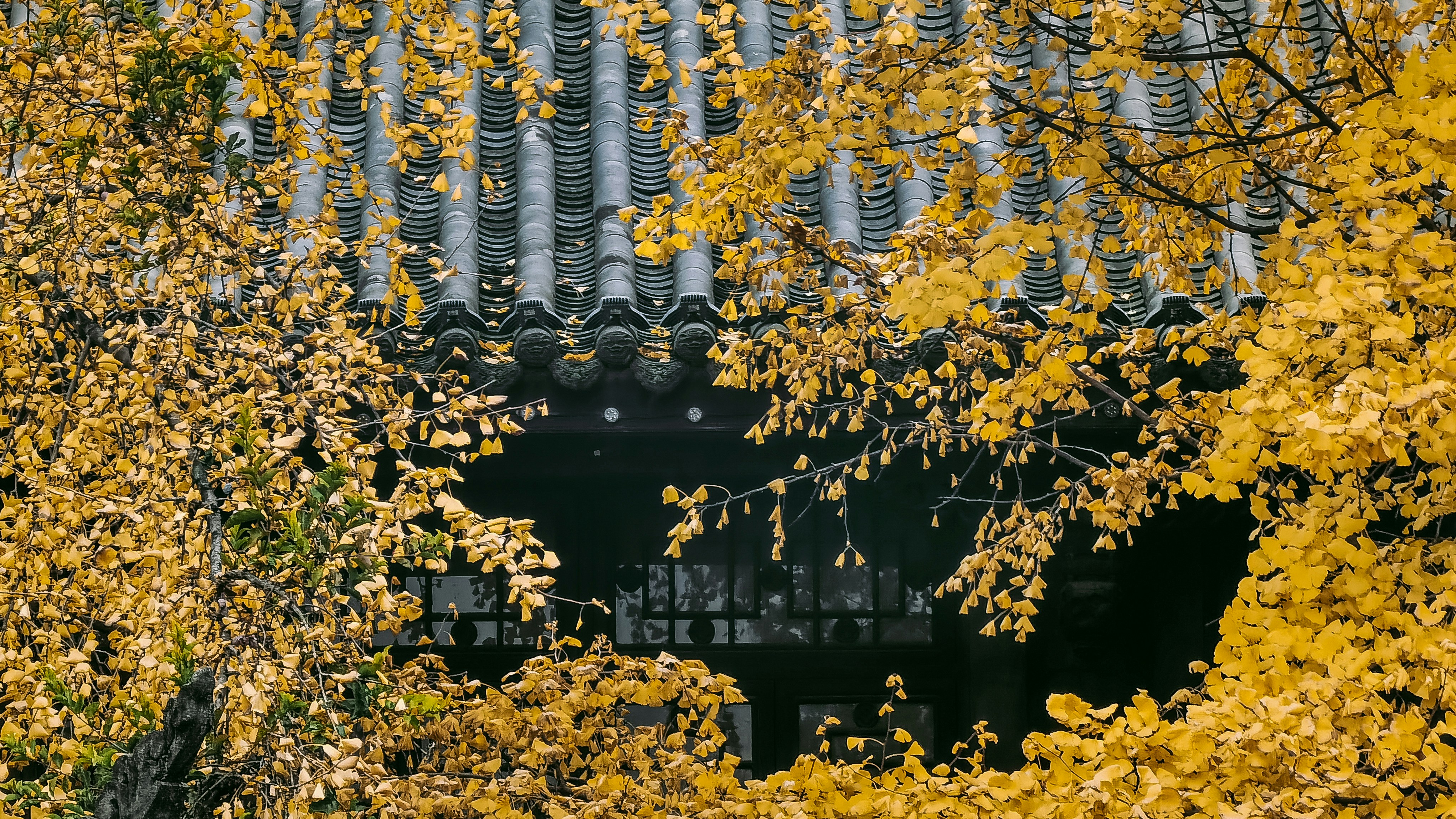 Blick auf ein Gebäude durch einige Bäume hindurch