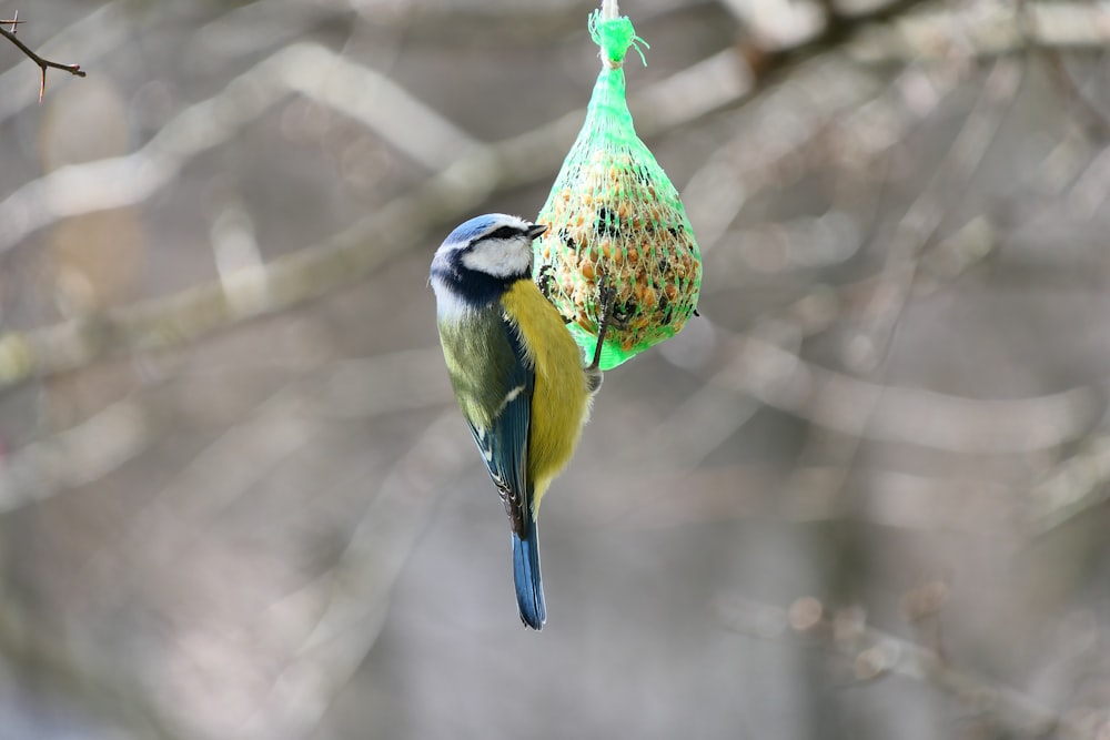 a bird is hanging from a bird feeder