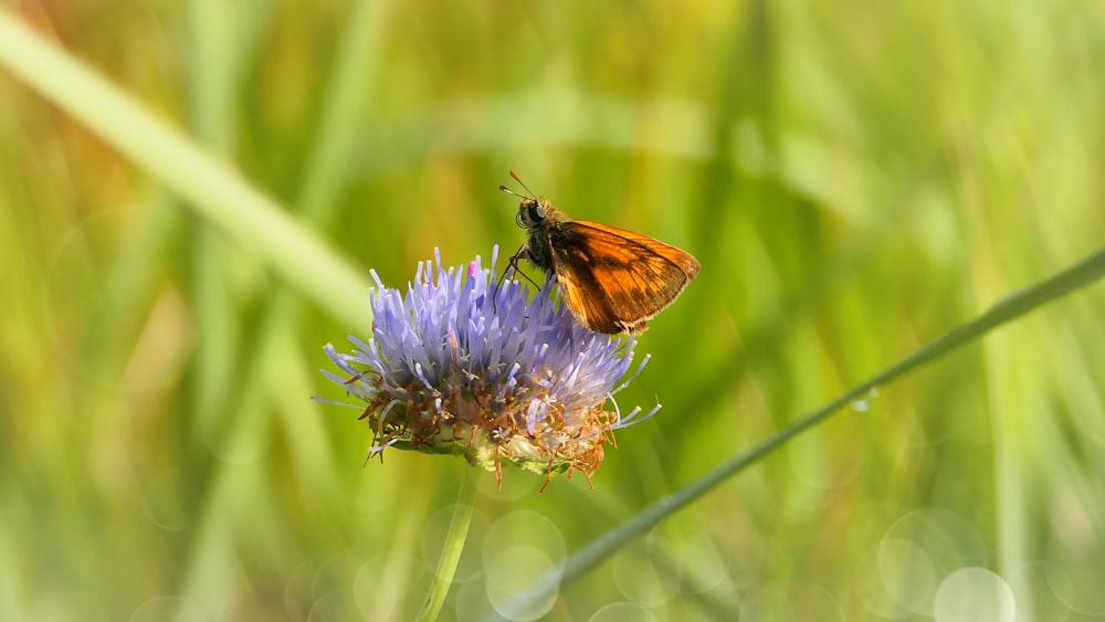 a small orange and black butterfly sitting on a purple flower