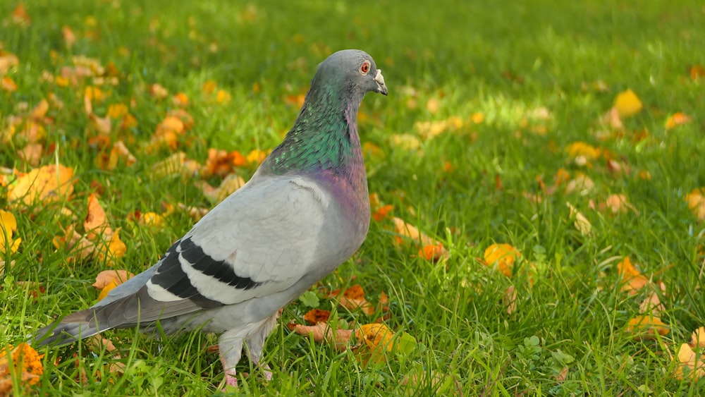 a pigeon is standing in a field of grass