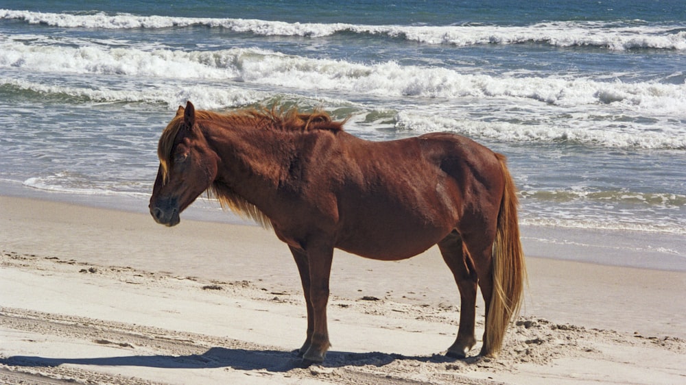 a brown horse standing on top of a sandy beach