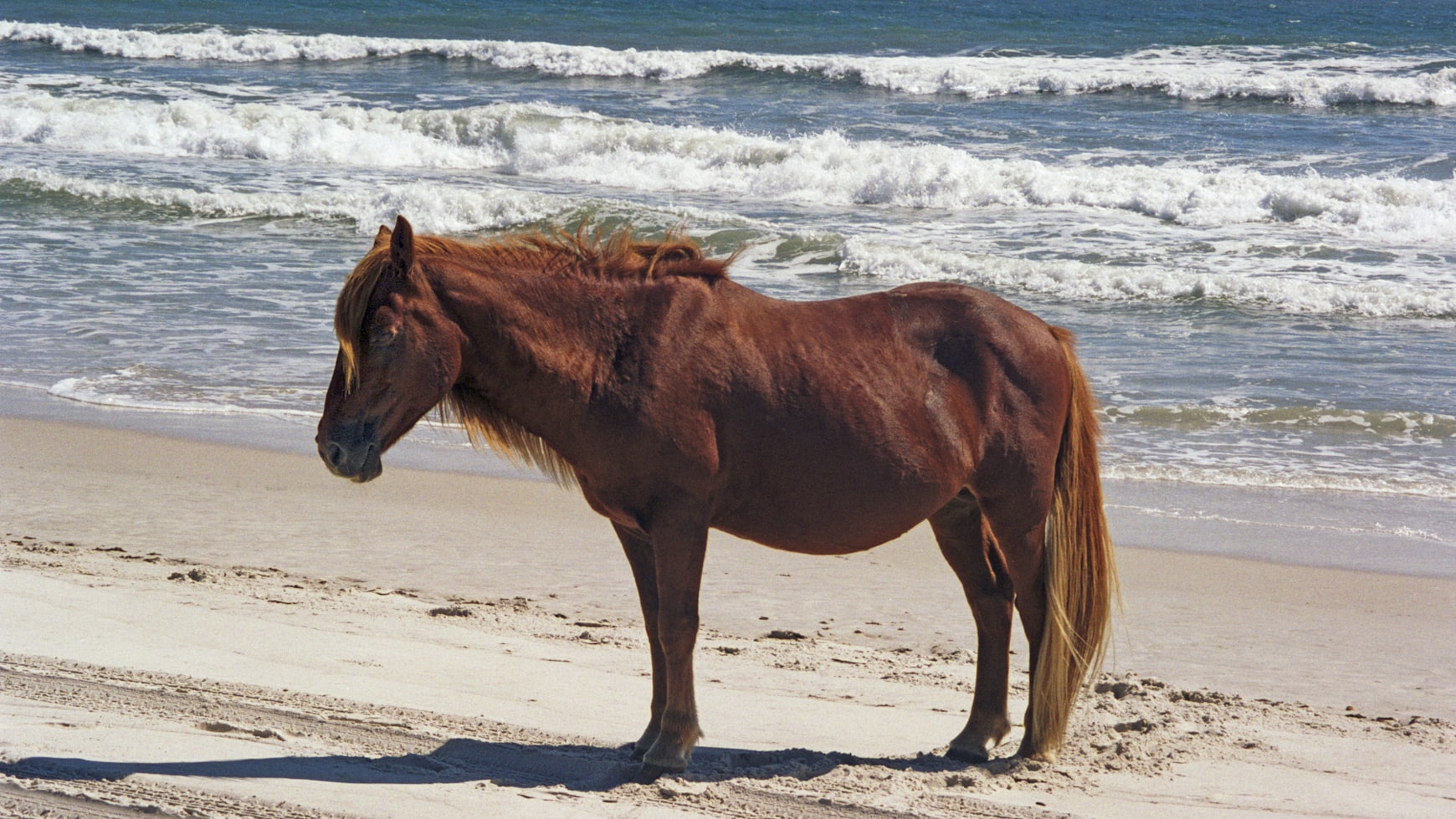 Assateague Beach Maryland