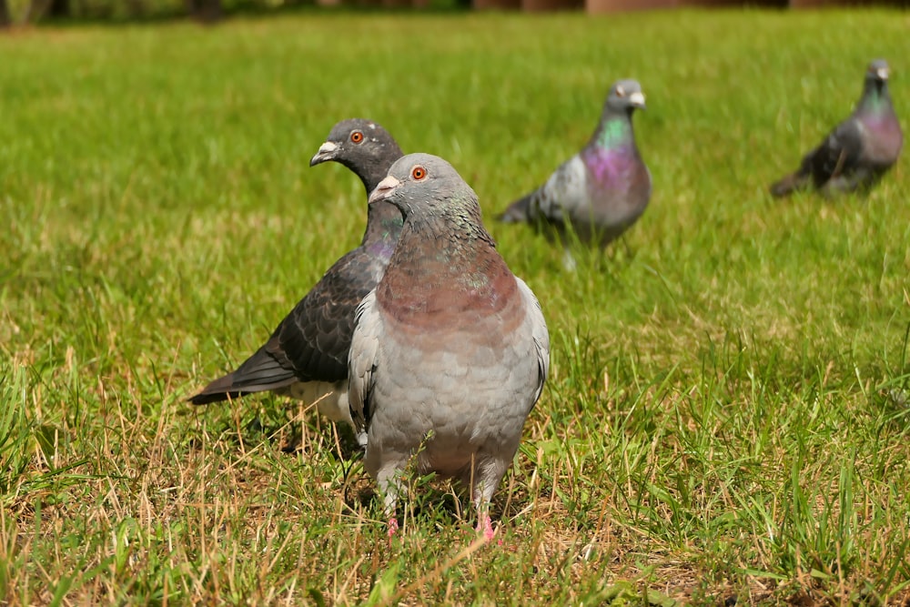 a group of pigeons standing on top of a lush green field