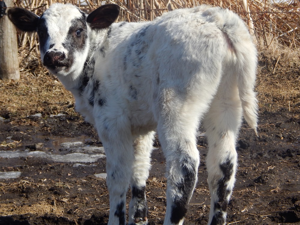 a white and black cow standing in a field