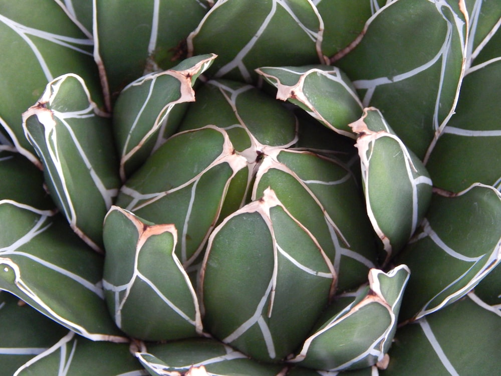 a close up of a green plant with white stripes