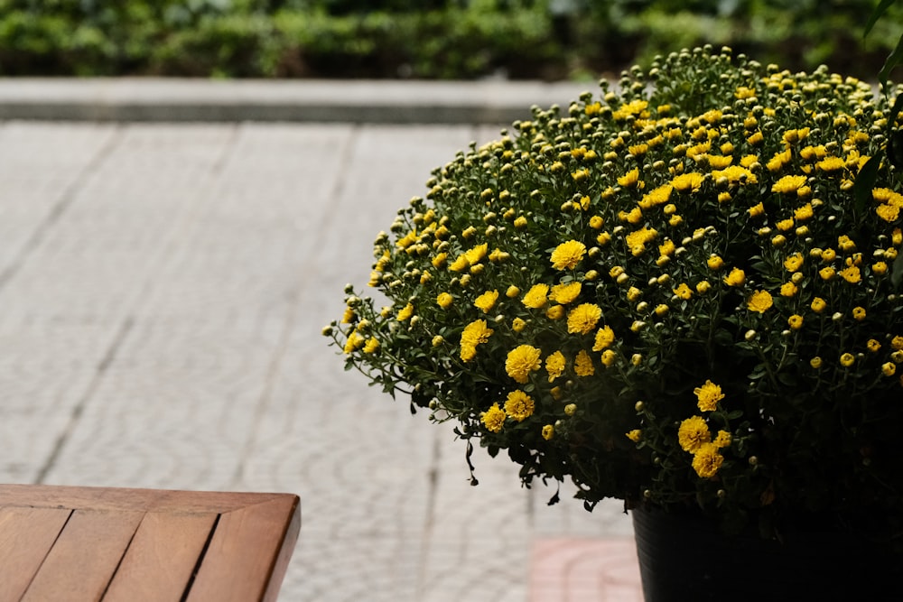 a wooden bench sitting next to a potted plant