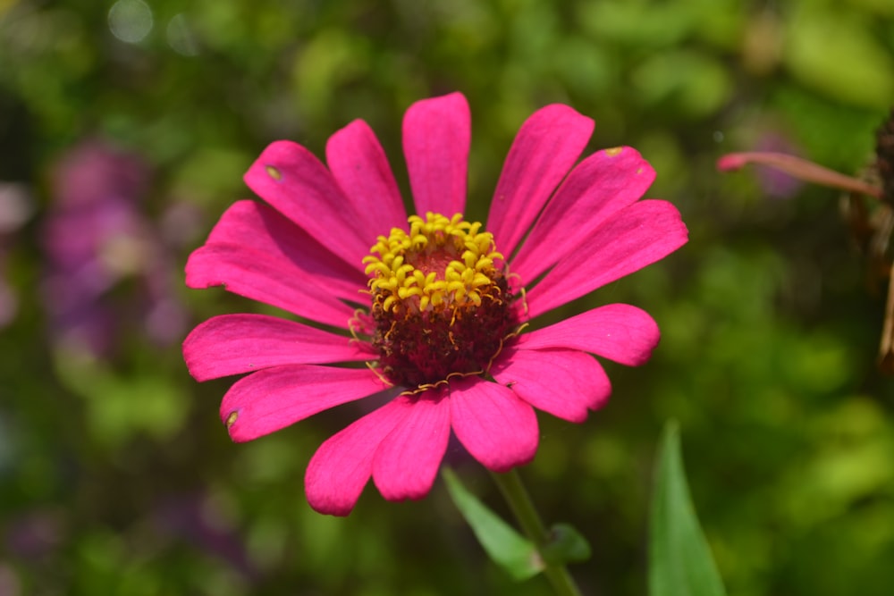 a pink flower with a yellow center in a garden