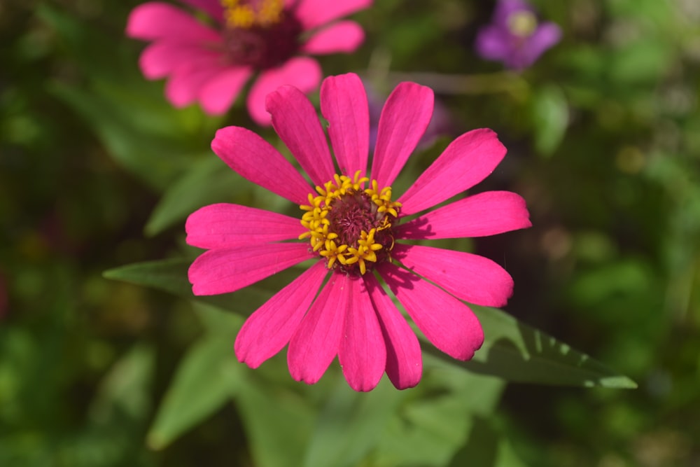 a close up of a pink flower with green leaves