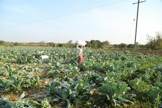 Il lavoro irregolare donna in un campo