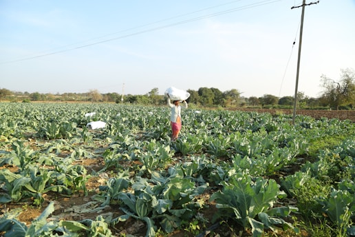 Il lavoro irregolare donna in un campo