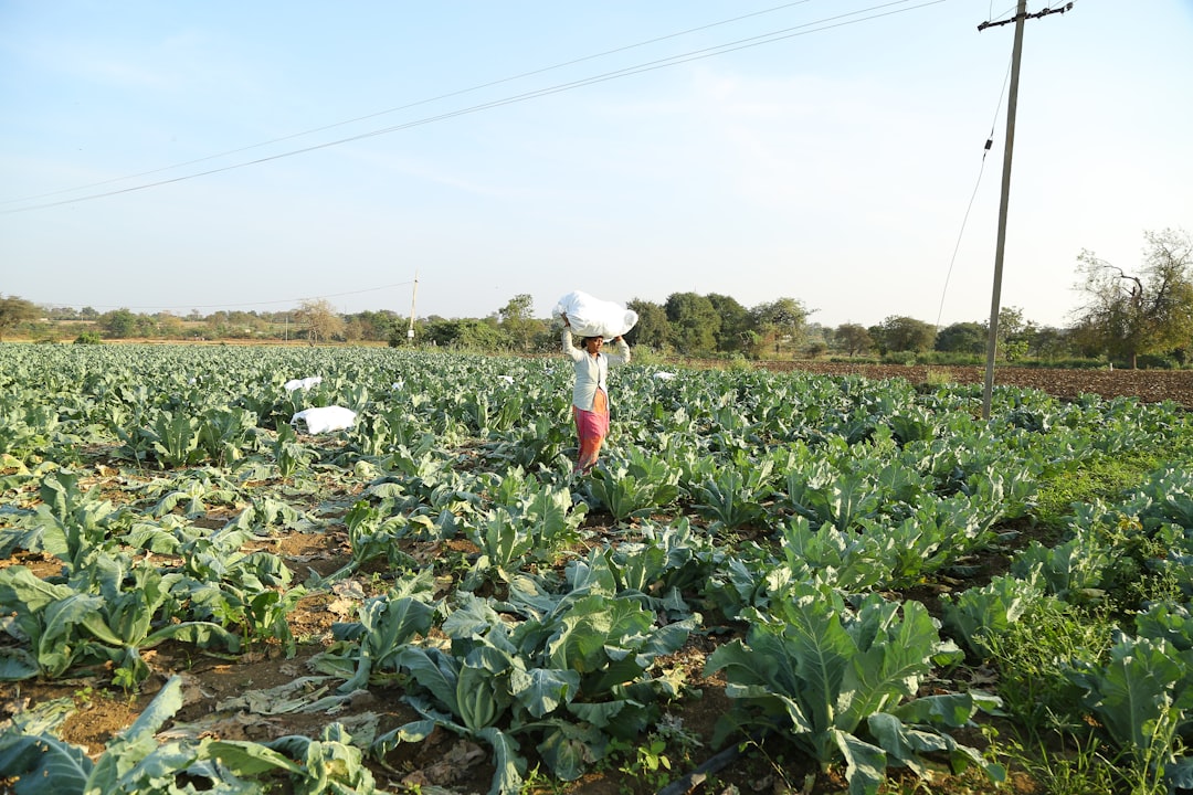 a woman standing in a field of green vegetables, Farmers in India