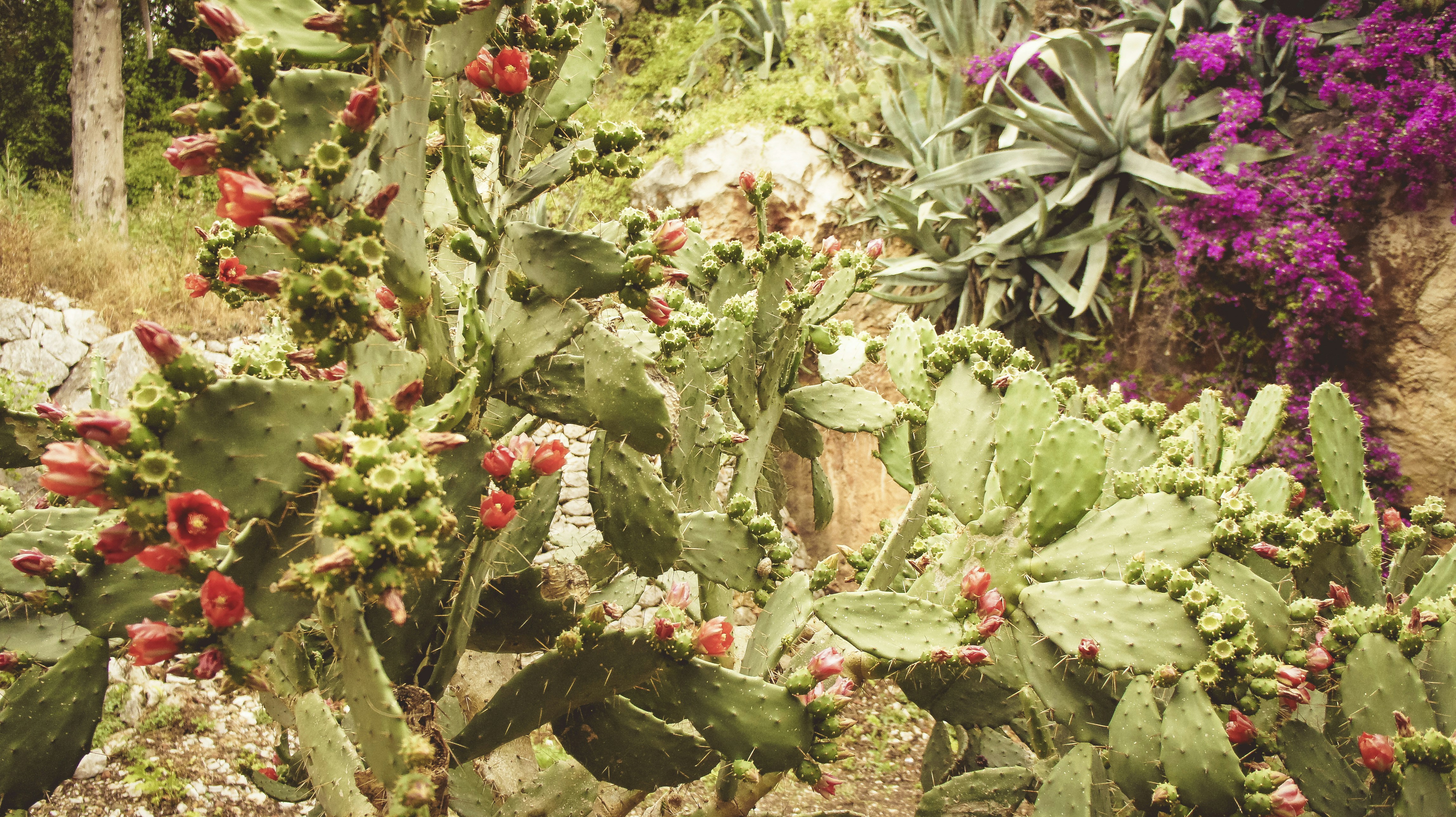 a bunch of cactus plants in a garden