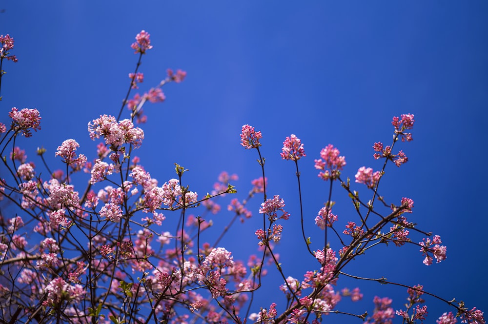 a bunch of pink flowers are blooming on a tree