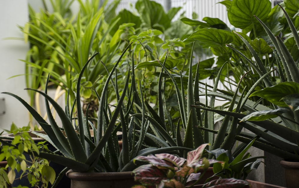 a bunch of plants that are in some pots