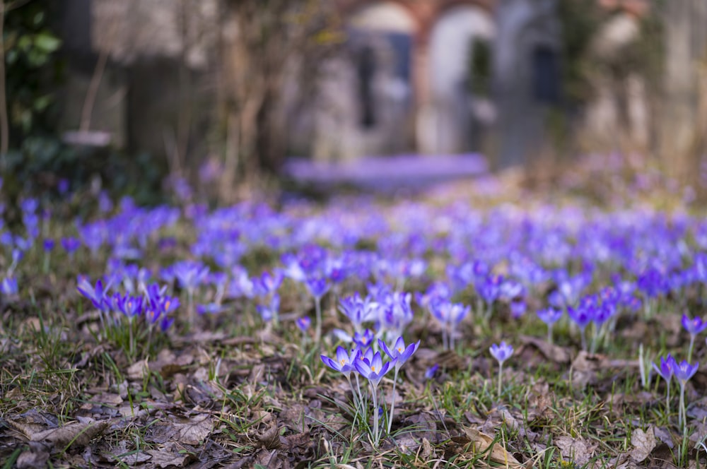 a bunch of purple flowers that are in the grass